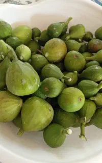 انجیر کبابی