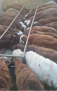 فروش میش ماده