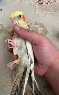 عروس هلندی سخنگو