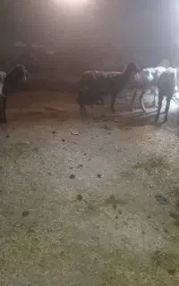 ۴میش لاغر  برای پروار
