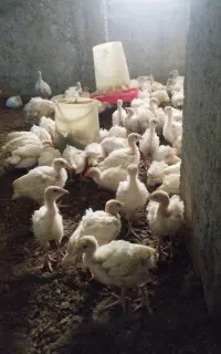 جوجه بوقلمون بیوتی