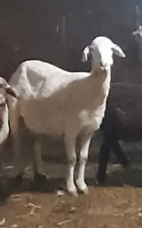 گوسفند‌ زنده