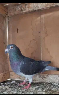 کبوتر گمشده