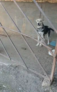 سگ ماده