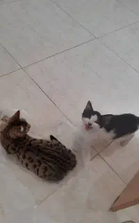گربه دو ماهه نر