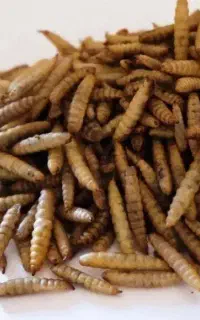 لارو مگس سرباز خشک شده