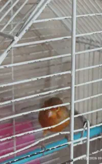 قناری مست اماده