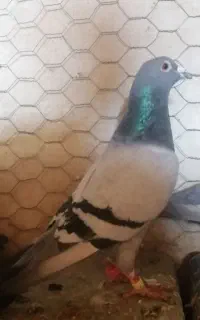 یه جفت نرو ماده سبز قلدر و درجه یک