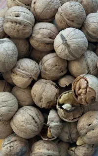 ۲۰۰ کیلو گردو درجه یک