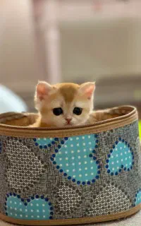 بریتیش گلد عروسکی کوچولو