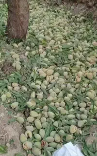 انواع نهال بادام پیوندی