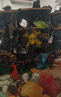 اکفاریوم
