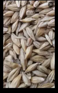 مقداری جووذرت وگندم