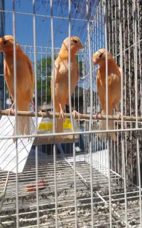 قناری قرمز اصل کمیاب