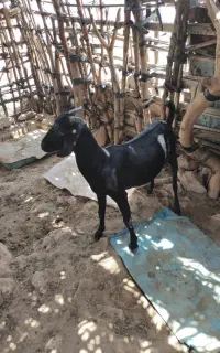 کهر