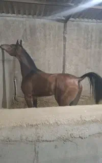 کره‌نریان‌دوسروارداتی درخوزستان