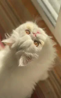 گربه پرشین سوپر فلت نر