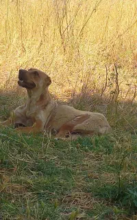 سگ ماده دورگه دوخون