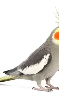 عروس هلندی