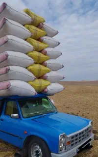 کاه کاهکوپ گندم