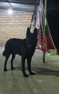 ژرمن بلک کینگ سایز