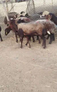 7راس میش افشار جوان آبستن