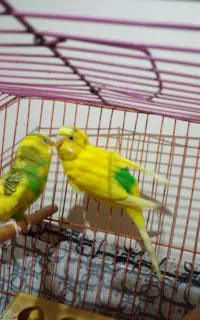 مرغ عشق
