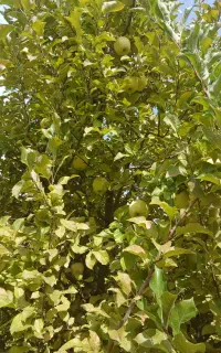 فروش سیب یک باغ به صورت کلی با قیمت مناسب