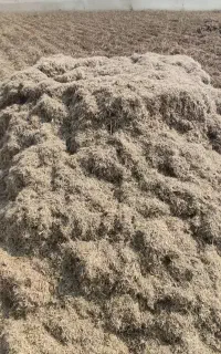 کاه ماش