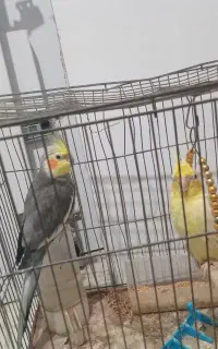 طوطی عروس جفت هست سخن گو