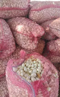 فروش پیازه غده