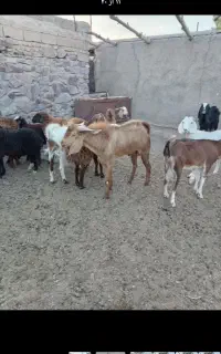 باسلام خدمت همشهریان گرامی