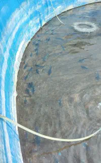 استخدام نیرو استخر ماهی