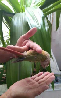 طوطی گرینچیک