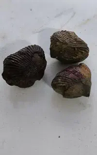 فسیل صدف و رودیست