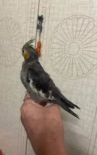 گمشده پرنده در محدوده خ راهنمایی و ملت
