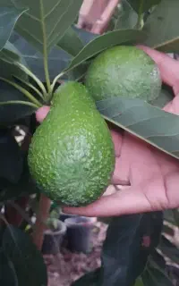 نهالستان مهندس ملک