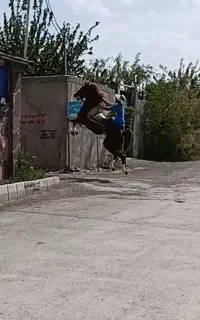 جهت کشش سیلمی طوطی افسانه ای