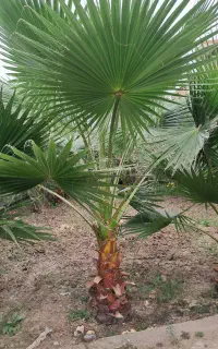 درخت زینتی