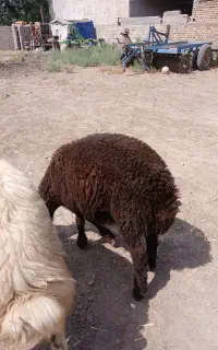 بره نر خوب مشکی قزل خوشبحال خریدار