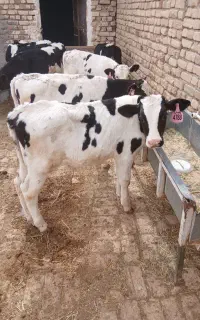 گوساله نرصنعتی قطع شیر