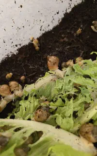 حلزون رایگان مجانی