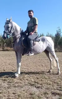 فروش یک راس مادیون با کره 40 روزه کنارش