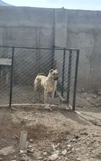 سگ سرابی