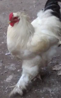 خروس برهما اصل یک ساله