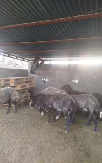 8عدد گوسفند درجه یک ابست شیر کرده 20عدد نر توقلی