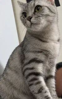 گربه گمشده در گرگان مژده ۱۰ میلیون تومان