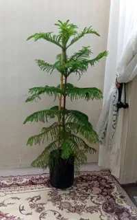 گل زینتی.گلخانه