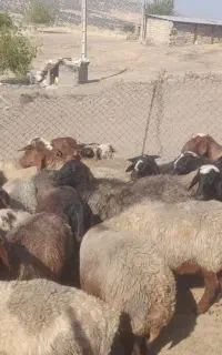 میش داشتی