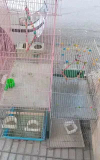 قفس